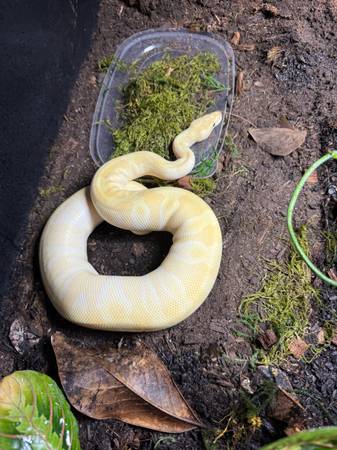 Rehoming ball python (Santa Rosa)64188536611969120