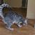 Cat 3 thumbnail