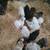 I am getting rid of most of my chickens some are silkies some are silkie/polish  2 thumbnail