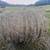 4x4 hay bales round bales 3 thumbnail