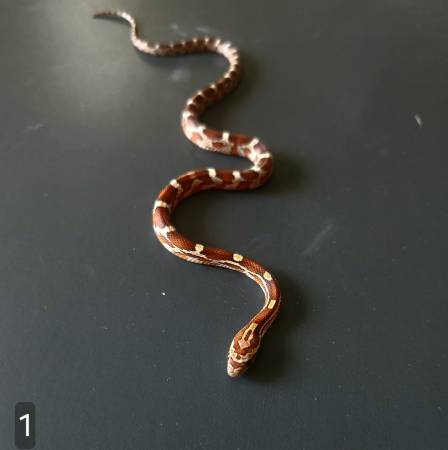 Corn Snake Palmetto (Waco)63661942282627121