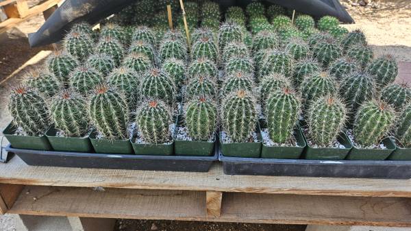 Saguaro seedlings 1