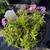 8" creeping Phlox 2 thumbnail