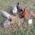 8 Hens for sale (egg laying) 1 thumbnail