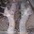 "PAIR" 1964-1970's 330, 361,391__"TRUCK" CENTER DUMP EXHAUST MANIFOLDS 1 thumbnail