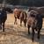 for sale 10 steers 3 thumbnail
