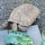 Ivory Sulcata  tortoise 3 thumbnail