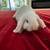 Holland Lop Bunny 4 thumbnail
