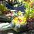 Liquor bottle succulent garden arrangements 1 thumbnail