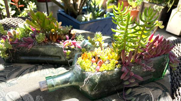 Liquor bottle succulent garden arrangements 1