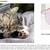 Lost Cat 6/8/2026 1 thumbnail