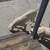 dogo argentino puppy 5 thumbnail