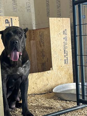 AKC/ICCF Cane Corso (Atlanta)63922481685762124