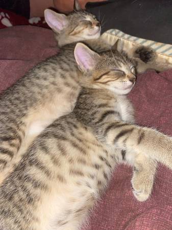 3 kittens looking for there forever home (Cleveland)63686641554433120