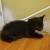Kittens 21 thumbnail