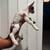 Nigerian Dwarf Goats 4 thumbnail