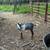 Nubian bucklings 9 thumbnail