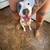 ~HONEY~ needs a forever home!! 8 thumbnail