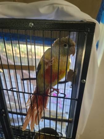 Pineapple conure (Denver)64145643502849121