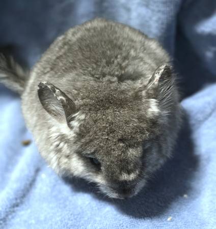 RPA ebony angora female chinchillas (Ankeny)63671572972675121