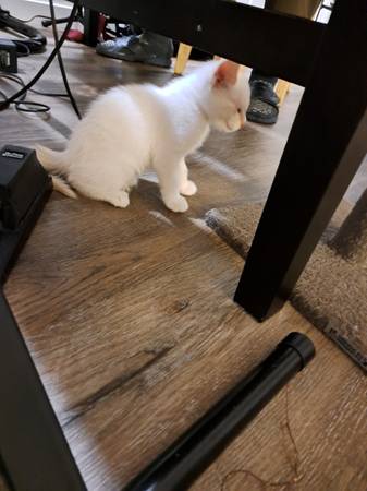 Flamed point white kitten male (Gladstone)63916214461443122