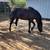 Semi Pony 3 thumbnail