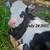 Mini Bottle Heifer 1 thumbnail