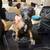 MALINOIS X DUTCH SHEPARD PUPS 6 thumbnail