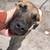 6 month, Female, Cane Corso/Mastiff mix 7 thumbnail