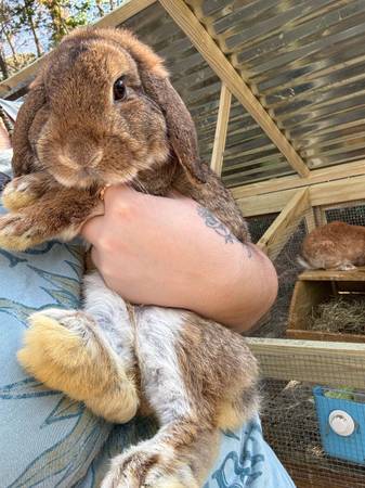 Holland lop male 1