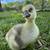 3 Brown Chinese goslings/ganders from Metzer Farms 1 thumbnail