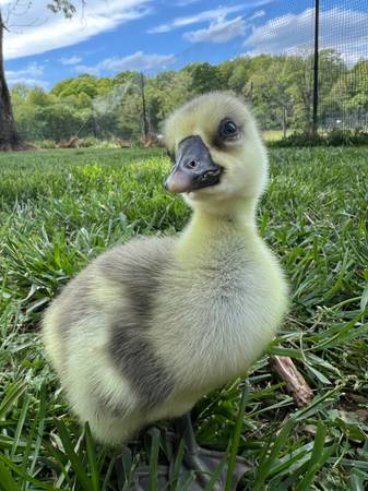 3 Brown Chinese goslings/ganders from Metzer Farms 1