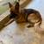 German Shepard 1 thumbnail