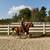 Bombproof, Beginner Safe Paint Horse Gelding for Sale 9 thumbnail