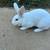 White rabbit 1 thumbnail