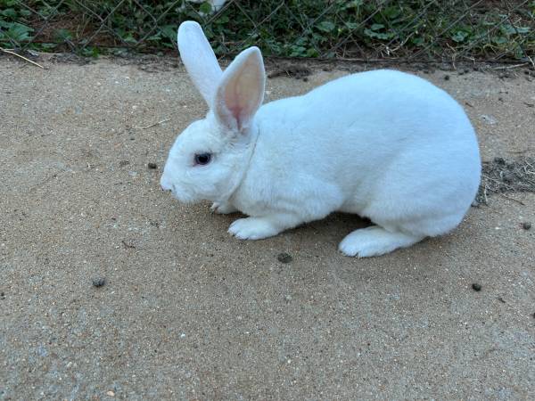 White rabbit 1