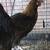 Easter Egger Cockerals 4 thumbnail