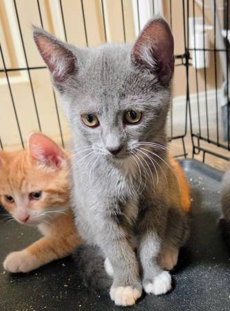 Rescued Gray Kitten (Los Angeles)63877736140675120