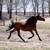 Broke, Trail ridden, Arabian Gelding 12 thumbnail