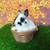 HANDSOME Netherland Dwarf Broken Black Otter Jr Buck Bunny Rabbit 🖤🐰 2 thumbnail
