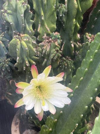 $1,300 / 2br - 786ft2 - Shared second home In Palm Springs area (Cathedral city)63766967373953121