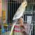 Cockatiels 5 thumbnail