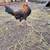 Roosters and hens available 23 thumbnail