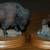Great Animals of the American Wilderness – Hamilton Collection 5 thumbnail