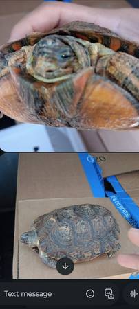 Central wood turtle 1