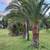 Landscapers cheap palms for sale 2 thumbnail