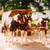 Choice Colts & Yearlings 20 thumbnail