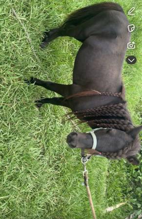Mini Horse/ Pony 1