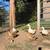 Duck eggs 3 thumbnail