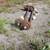 heavy duty trailer axles torsion 2 thumbnail
